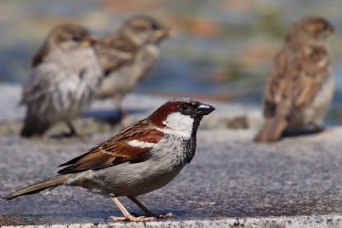 sparrows  house sparrow  sperling