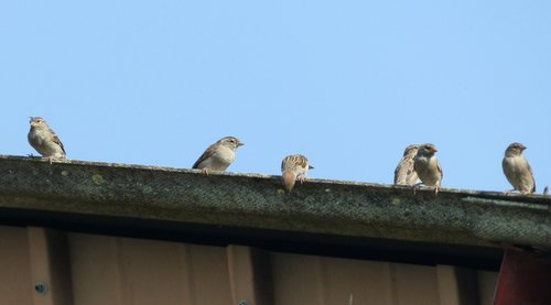 sparrows  gutter  sky