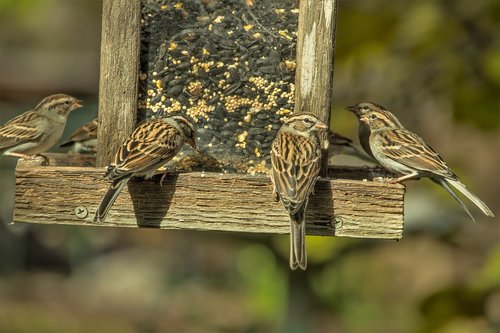 sparrows  birds  cute