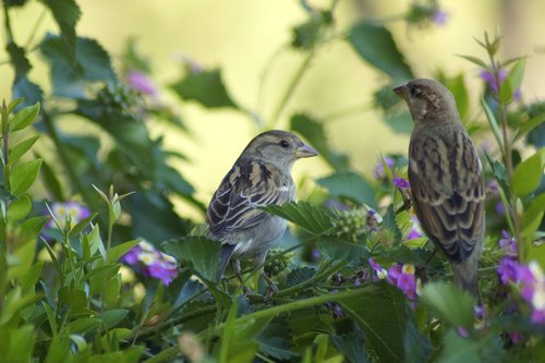 sparrows  spring  nature