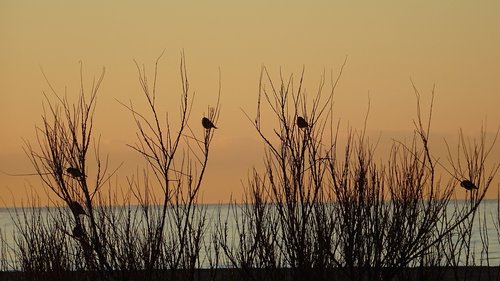 sparrows  branches  birds