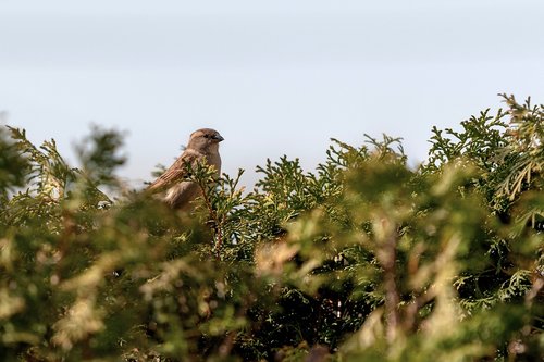 sparrows  birds  nature