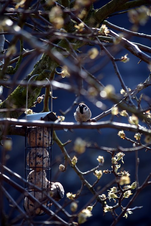 sparrows  birds  feeding