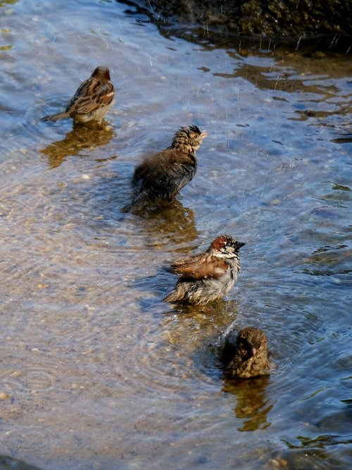 sparrows  swim  clean