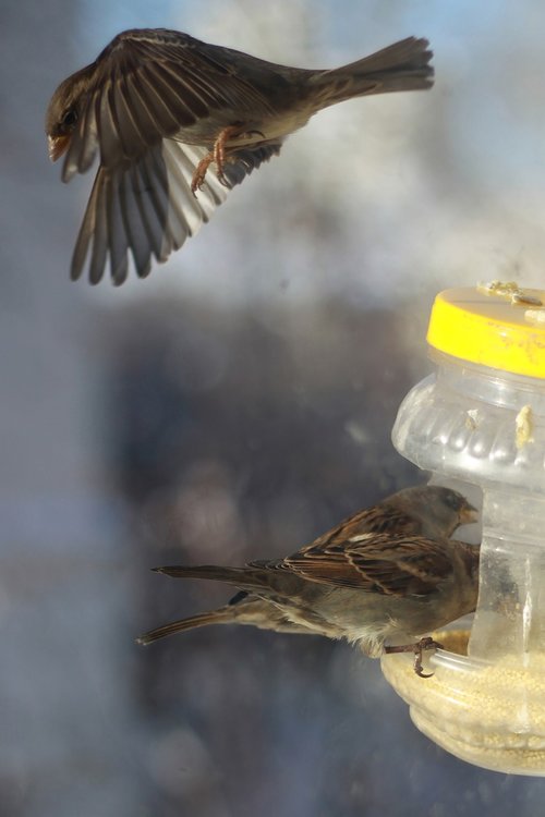 sparrows  winter  russia