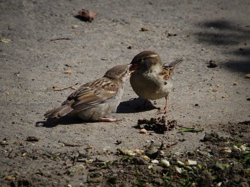 sparrows birds feed