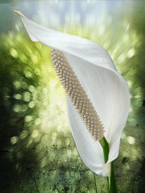 spathiphyllum flower white