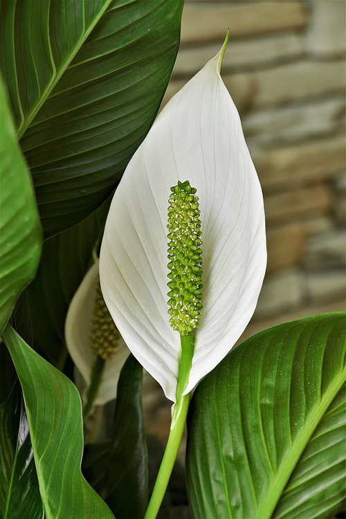 spathiphyllum  peace lily  white