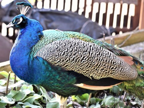 species peacock spring dress