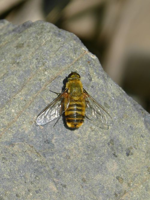 species of bee insect rock