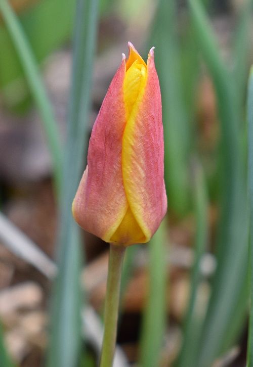 species tulip tulip flower