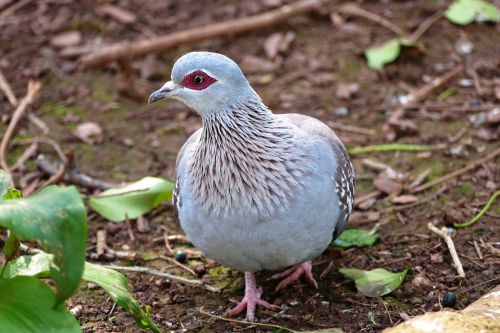 speckled pigeon rock pigeon rock