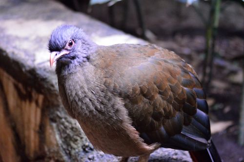 speckled pigeon exotic bird