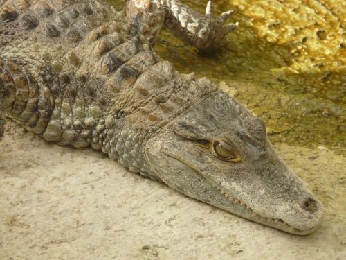 spectacled caiman crocodile yacare caiman