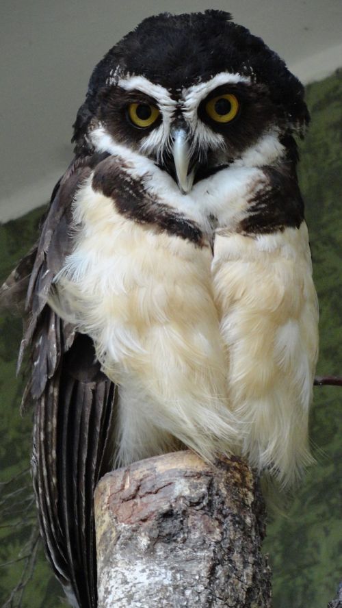 spectacled owl owl nature