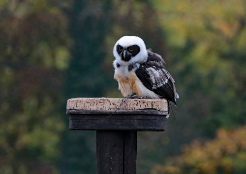 spectacled owl owl bird