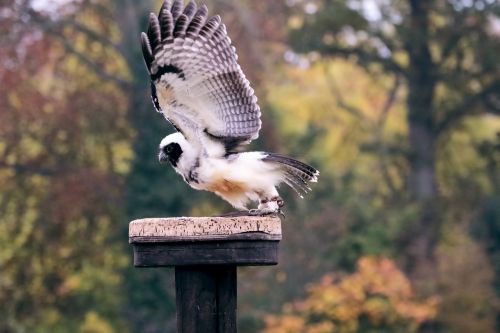 spectacled owl owl bird
