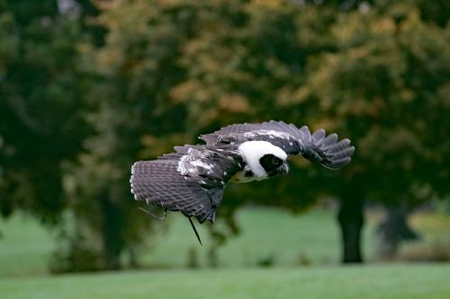 spectacled owl owl bird