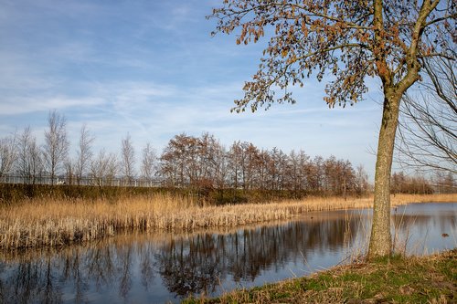 speed  water  trees