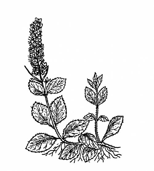 Speedwell Flower Illustration