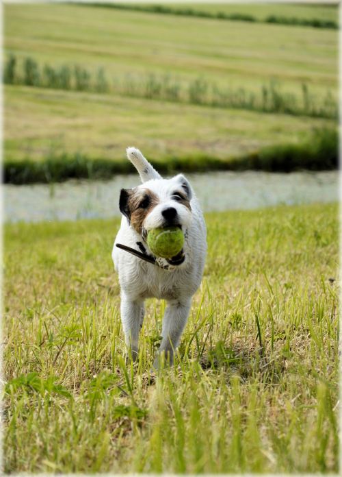 Dog Playing With Ball 4