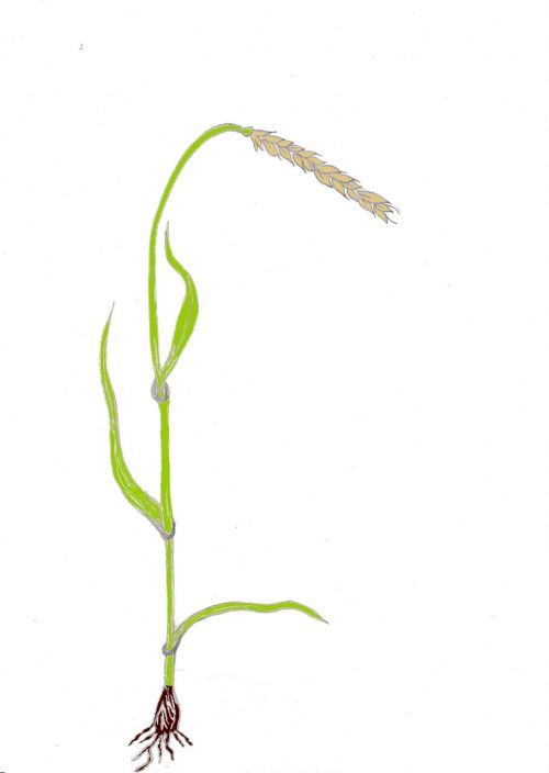 spelt cereals plant