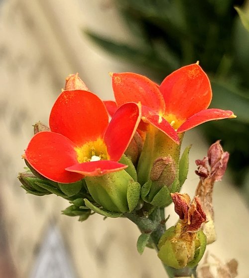 spend long jeon  nature  plant