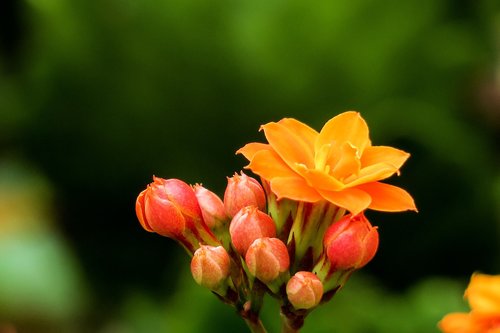 spend long jeon  nature  plant