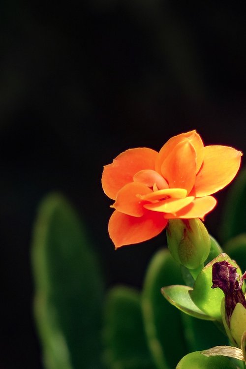 spend long jeon  nature  plant