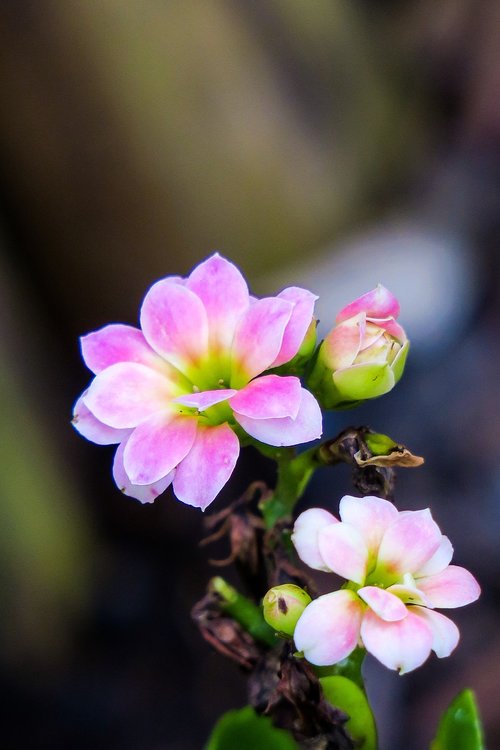 spend long jeon  nature  plant