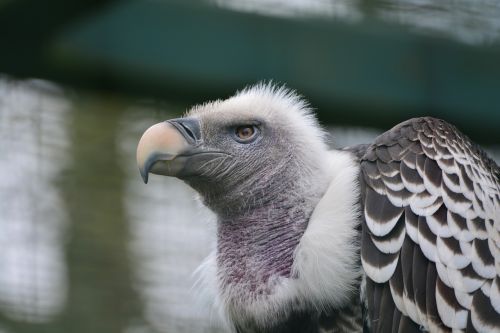 sperber vulture portrait ass eater