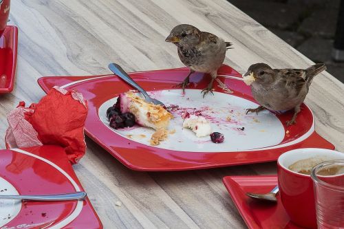 sperling eat sparrow