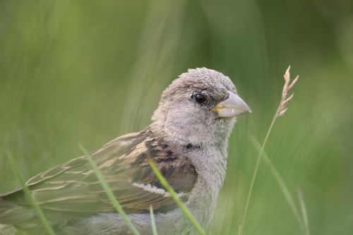 sperling sparrow bird