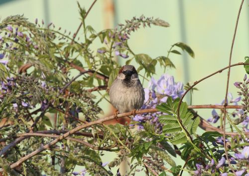 sperling sparrow bird