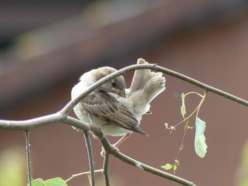 sperling bird house sparrow