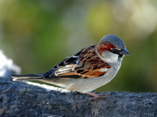 sperling sparrow bird