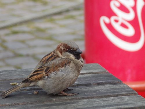 sperling sparrow house sparrow