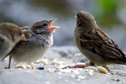 sperling  sparrow  hunger