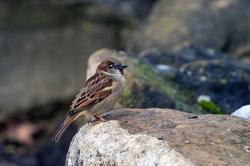 sperling  sparrow  house sparrow