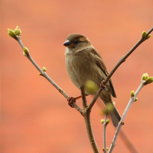 sperling songbird sparrow