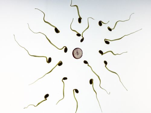 sperm fertilization pregnancy