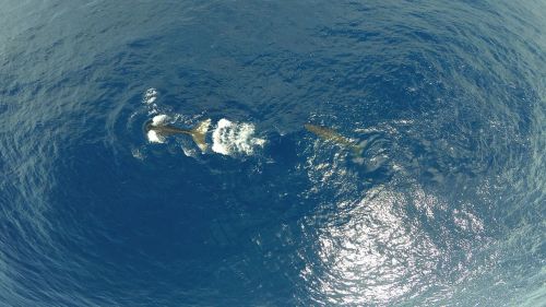 sperm whale diving cetacean