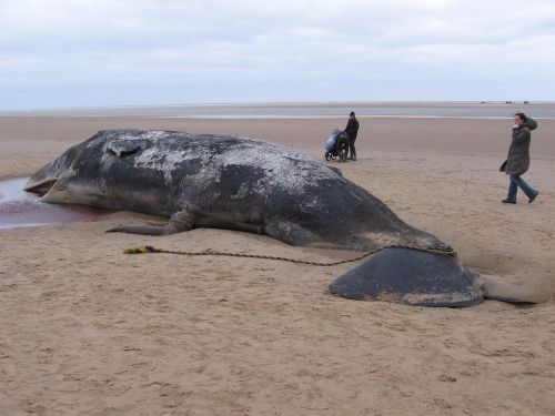 sperm whale beached dead