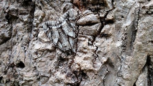 sphinx moth nature