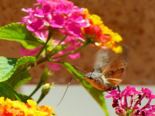 sphinx  flower  butterfly