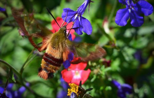 sphinx moth sphinx hummingbird flowers