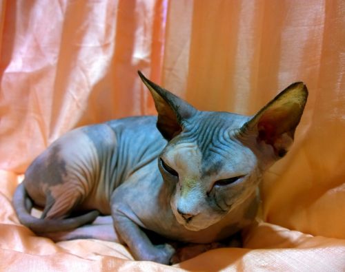 sphynx cat resting hairless
