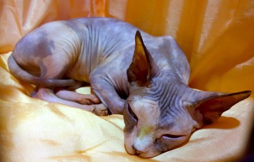 sphynx cat resting hairless