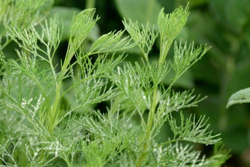 spice cola herb garden