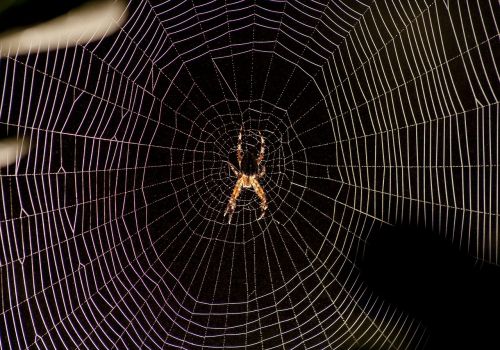 spider web backlight